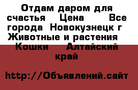 Отдам даром для счастья. › Цена ­ 1 - Все города, Новокузнецк г. Животные и растения » Кошки   . Алтайский край